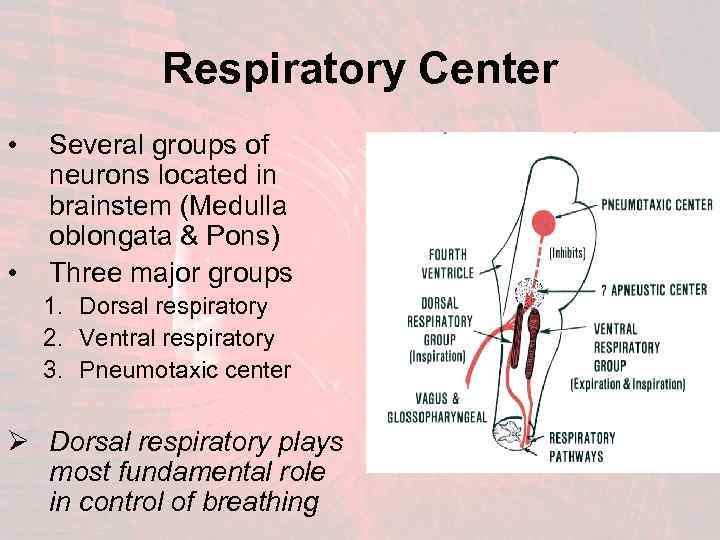 Respiratory Center • • Several groups of neurons located in brainstem (Medulla oblongata &