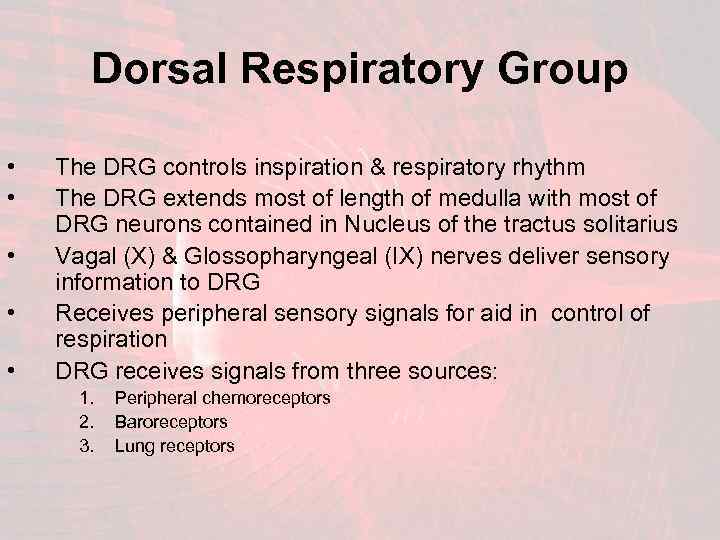 Dorsal Respiratory Group • • • The DRG controls inspiration & respiratory rhythm The