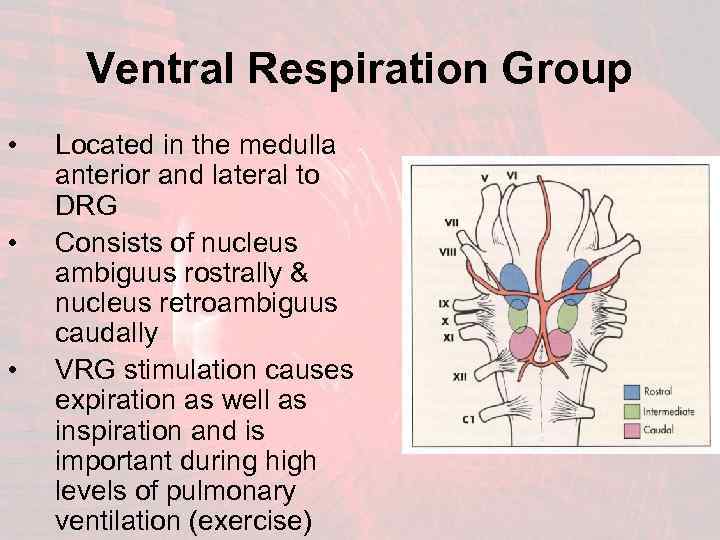 Ventral Respiration Group • • • Located in the medulla anterior and lateral to