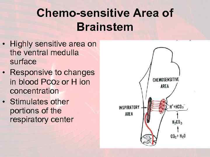 Chemo-sensitive Area of Brainstem • Highly sensitive area on the ventral medulla surface •