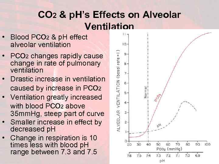  • CO 2 & p. H’s Effects on Alveolar Ventilation Blood Pco 2