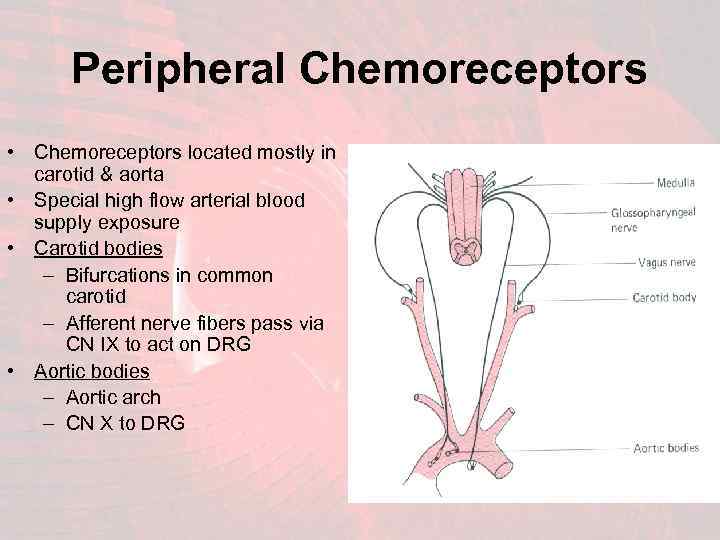 Peripheral Chemoreceptors • Chemoreceptors located mostly in carotid & aorta • Special high flow