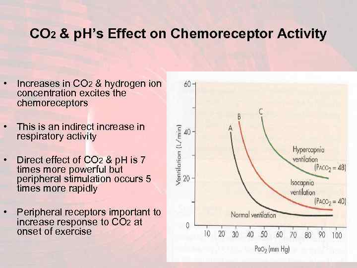 CO 2 & p. H’s Effect on Chemoreceptor Activity • Increases in CO 2