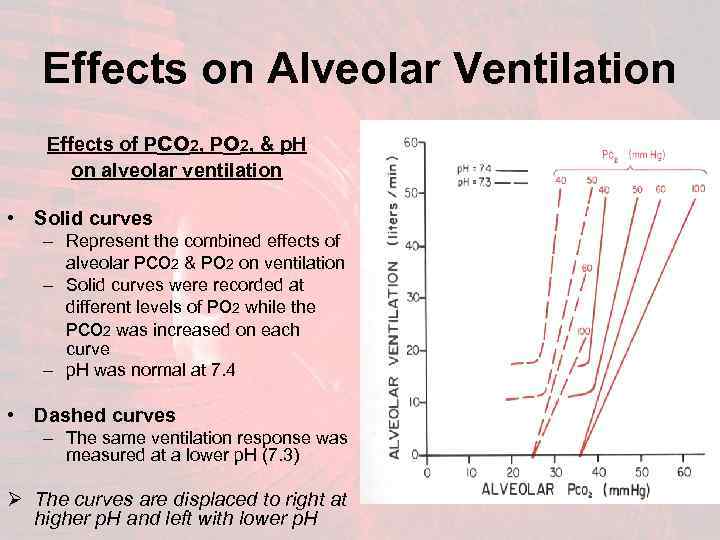 Effects on Alveolar Ventilation Effects of Pco 2, Po 2, & p. H on