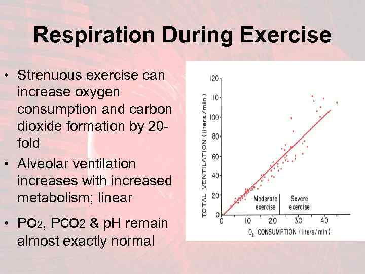 Respiration During Exercise • Strenuous exercise can increase oxygen consumption and carbon dioxide formation