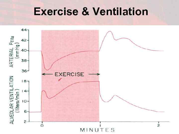 Exercise & Ventilation 