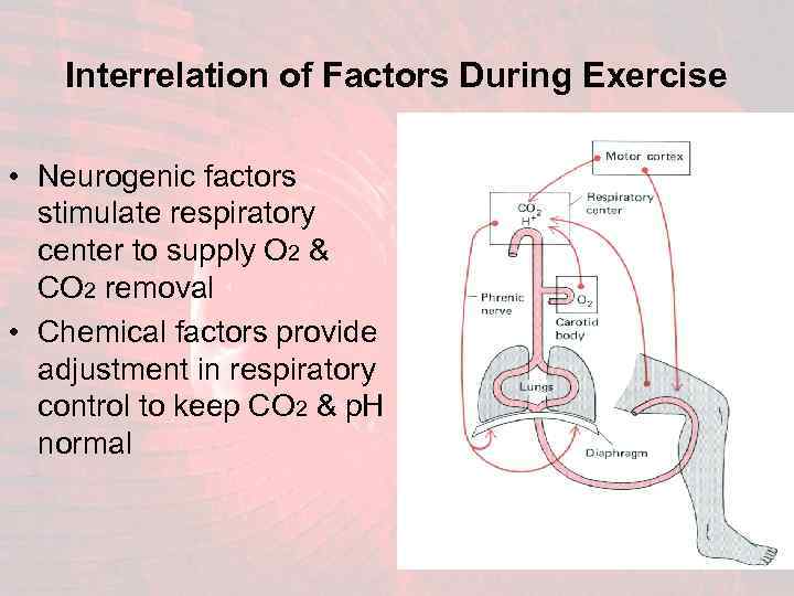 Interrelation of Factors During Exercise • Neurogenic factors stimulate respiratory center to supply O