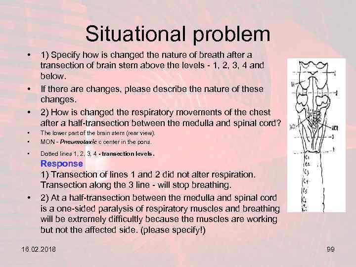 Situational problem • • • 1) Specify how is changed the nature of breath