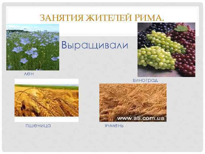 ЗАНЯТИЯ ЖИТЕЛЕЙ РИМА. Выращивали лен виноград пшеница ячмень 