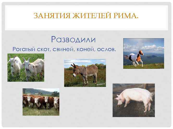 ЗАНЯТИЯ ЖИТЕЛЕЙ РИМА. Разводили Рогатый скот, свиней, коней, ослов. 