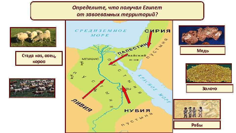 Определите, что получал Египет от завоеванных территорий? Стада коз, овец, коров Медь Золото Рабы