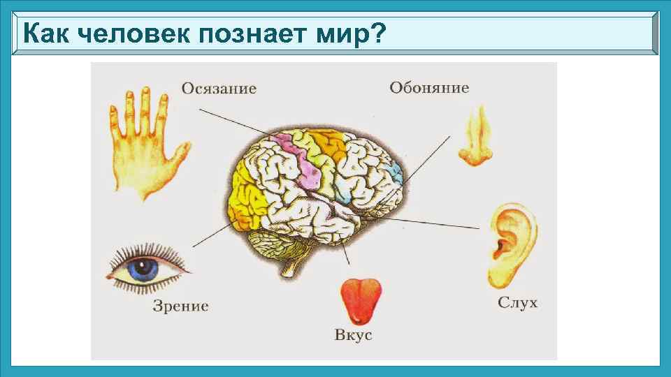 Как человек познает мир? 