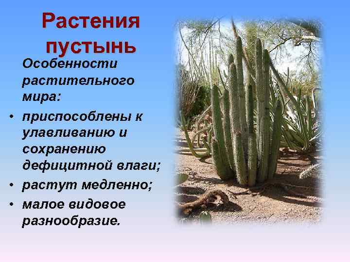 Заполни таблицу растения пустыни животные пустыни. Растительный мир пустыни. Приспособления растений в пустыне. Характерные растения в пустыне. Характерное растение пустынь.