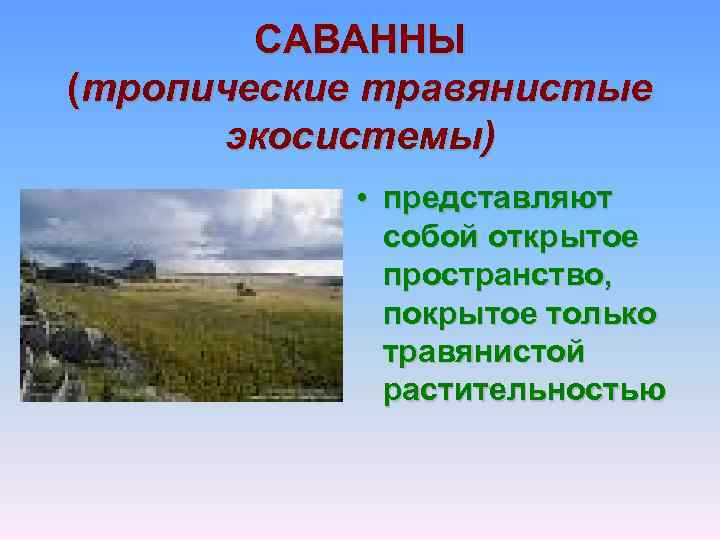 САВАННЫ (тропические травянистые экосистемы) • представляют собой открытое пространство, покрытое только травянистой растительностью 