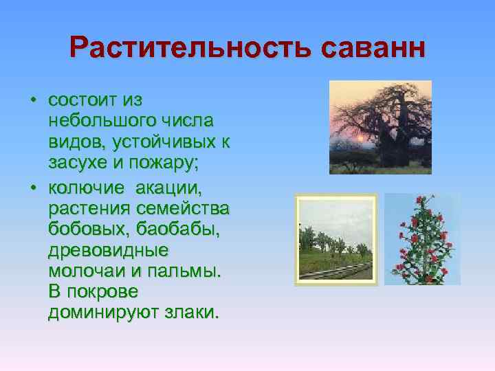 Растительность саванн • состоит из небольшого числа видов, устойчивых к засухе и пожару; •