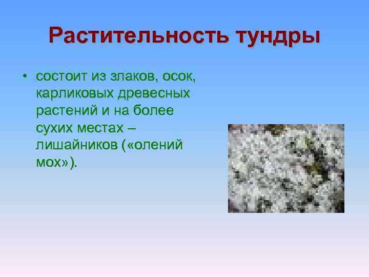 Растительность тундры • состоит из злаков, осок, карликовых древесных растений и на более сухих