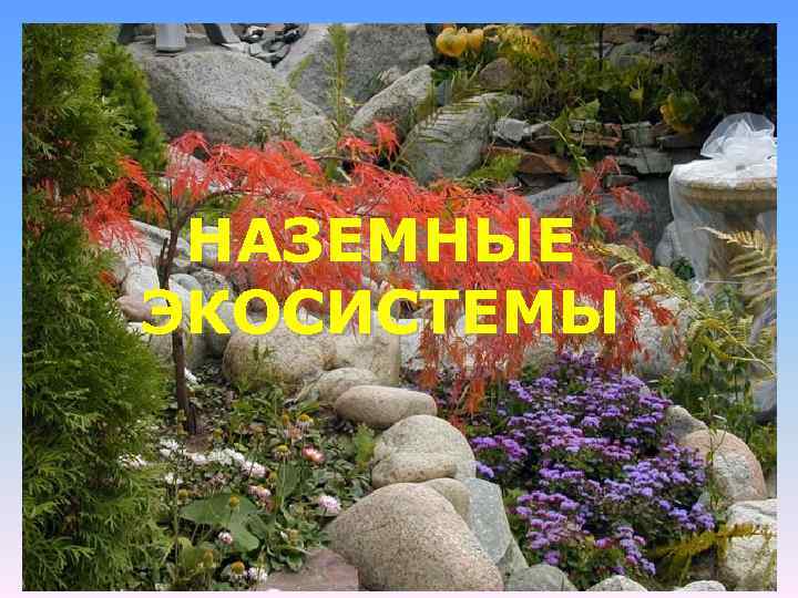 НАЗЕМНЫЕ ЭКОСИСТЕМЫ 