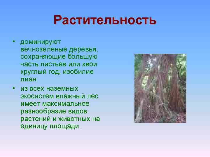 Растительность • доминируют вечнозеленые деревья, сохраняющие большую часть листьев или хвои круглый год, изобилие