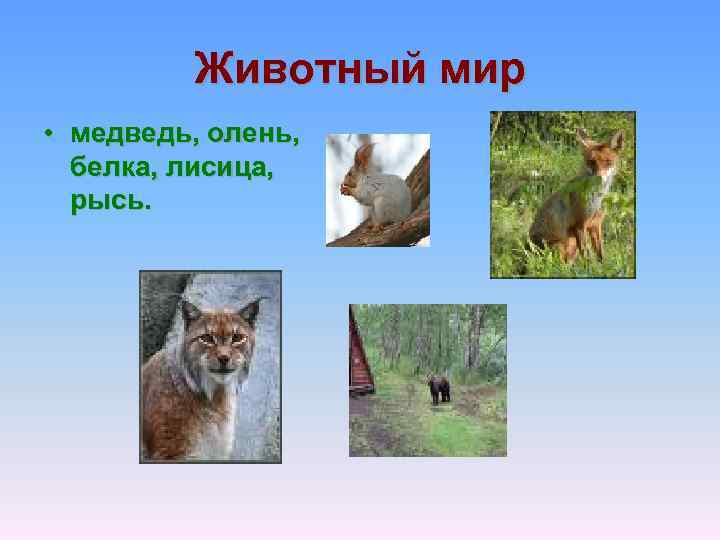 Животный мир • медведь, олень, белка, лисица, рысь. 