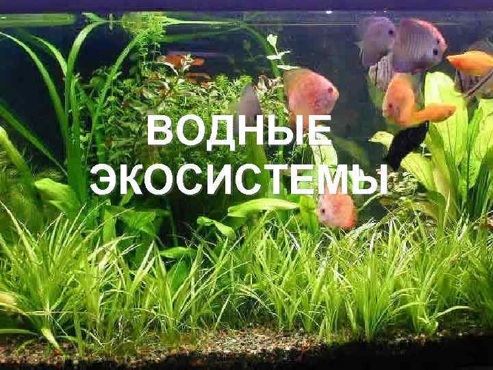 ВОДНЫЕ ЭКОСИСТЕМЫ 