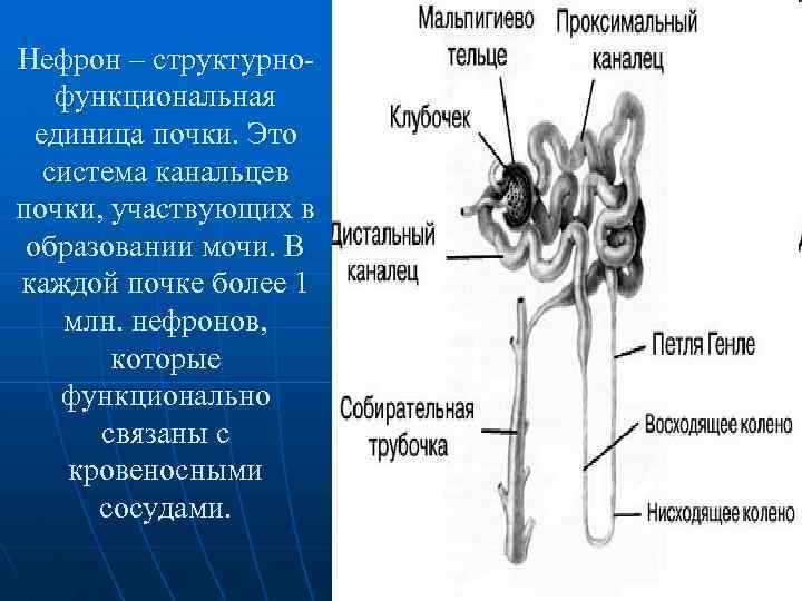 Нефрон – структурнофункциональная единица почки. Это система канальцев почки, участвующих в образовании мочи. В