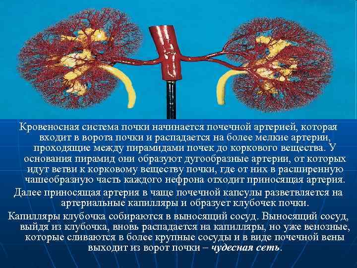 Кровеносная система почки начинается почечной артерией, которая входит в ворота почки и распадается на