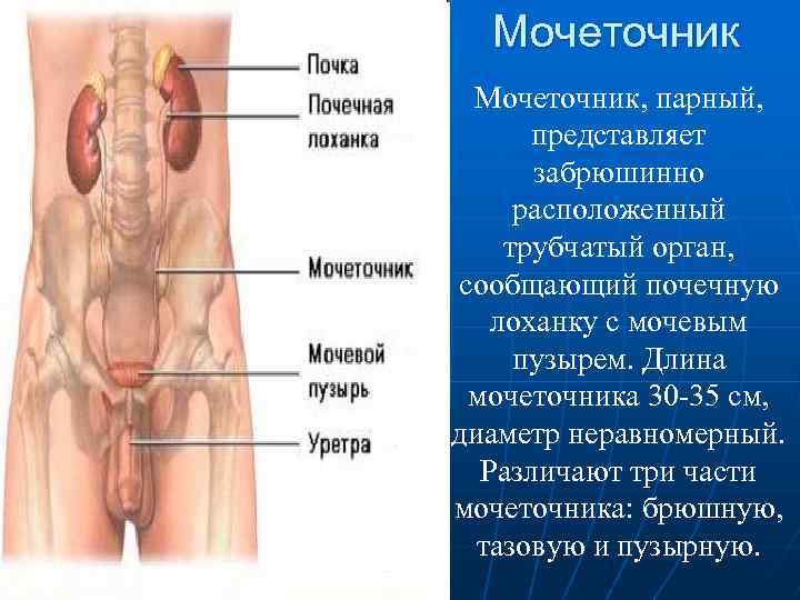 Мочеточник, парный, представляет забрюшинно расположенный трубчатый орган, сообщающий почечную лоханку с мочевым пузырем. Длина