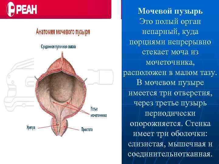 Мочевой пузырь Это полый орган непарный, куда порциями непрерывно стекает моча из мочеточника, расположен