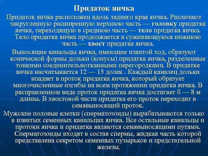 n Придаток яичка расположен вдоль заднего края яичка. Различают закругленную расширенную верхнюю часть —