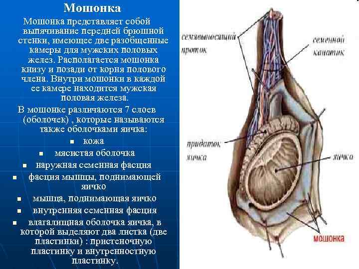 Мошонка представляет собой выпячивание передней брюшной стенки, имеющее две разобщенные камеры для мужских половых