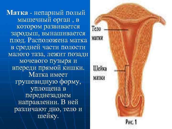 Матка - непарный полый мышечный орган , в котором развивается зародыш, вынашивается плод. Расположена