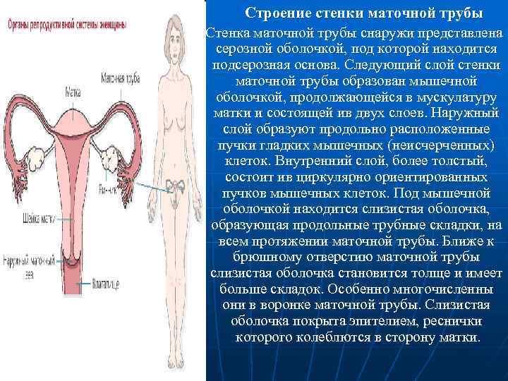 Строение стенки маточной трубы Стенка маточной трубы снаружи представлена серозной оболочкой, под которой находится