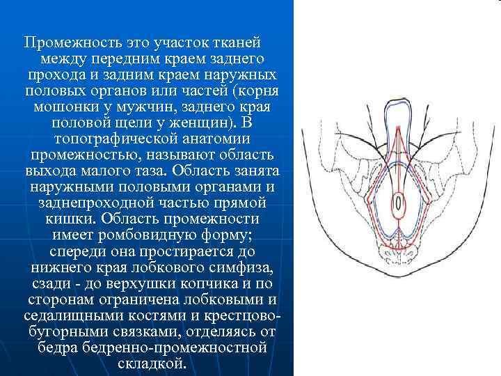 Промежность это участок тканей между передним краем заднего прохода и задним краем наружных половых