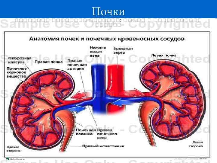 Почки 