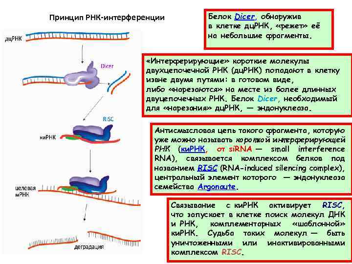 Принцип РНК интерференции Белок Dicer, обнаружив в клетке дц. РНК, «режет» её на небольшие