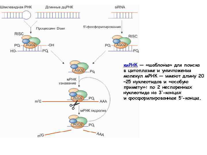 Рибосомы содержат рнк. Строение рибосом биохимия. Рибосомальная РНК функции. Рибосомная РНК функции. РРНК. Морфология рибосомы.