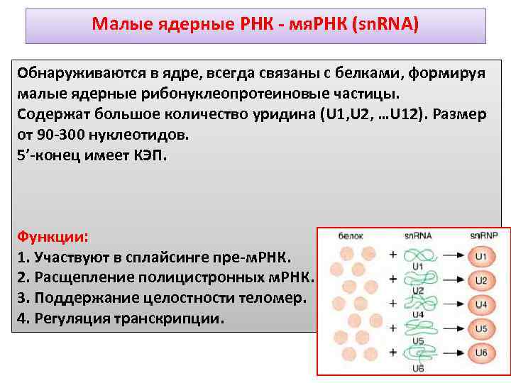 Малые ядерные РНК мя. РНК (sn. RNA) Обнаруживаются в ядре, всегда связаны с белками,