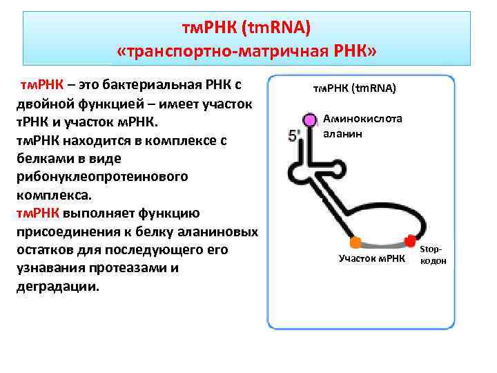 Аппарат рнк. Матричная транспортная рибосомная РНК. Роль матричной РНК. Транспортно-матричные РНК функции. Какую роль выполняют транспортные РНК.