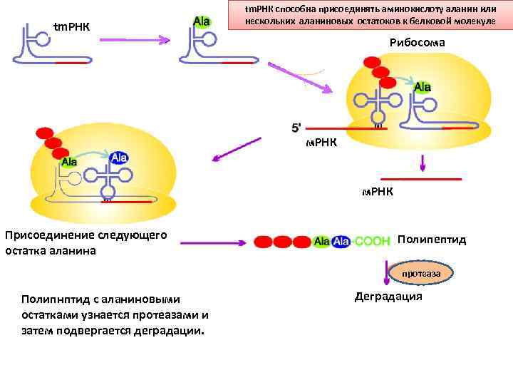 tm. РНК способна присоединять аминокислоту аланин или нескольких аланиновых остатоков к белковой молекуле Рибосома