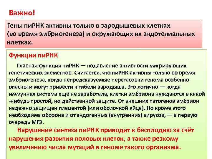 Важно! Гены пи. РНК активны только в зародышевых клетках (во время эмбриогенеза) и окружающих