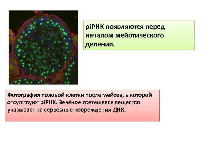 pi. РНК появляются перед началом мейотического деления. Фотография половой клетки после мейоза, в которой