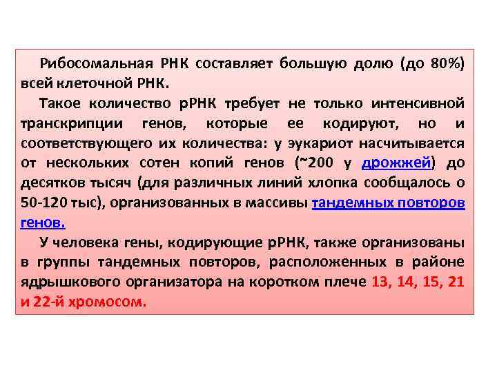 Рибосомальная РНК составляет большую долю (до 80%) всей клеточной РНК. Такое количество р. РНК