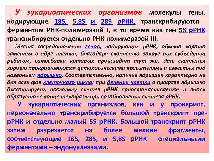 У эукариотических организмов молекулы гены, кодирующие 18 S, 5, 8 S и 28 S