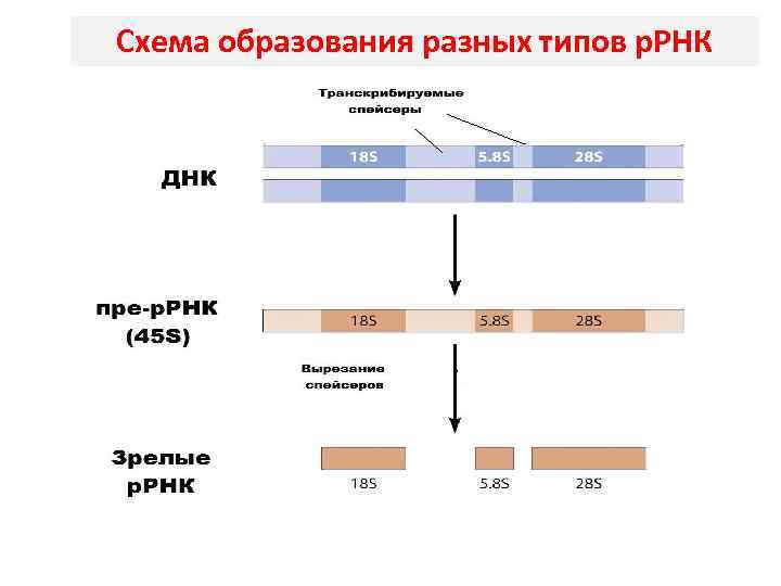 Какой сахар входит в рнк