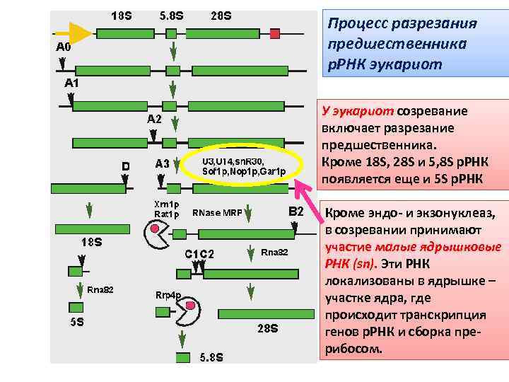 Процесс созревание рнк. 28s рибосомальная РНК. Созревание РНК У эукариот. Этапы процессинга РНК У эукариот. Процесс «созревания» РНК-предшественника у эукариот….