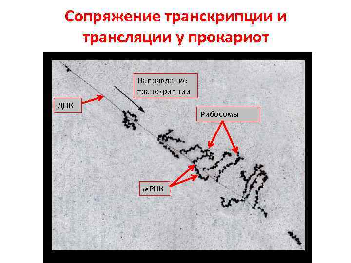 Сопряжение транскрипции и трансляции у прокариот Направление транскрипции ДНК Рибосомы м. РНК 