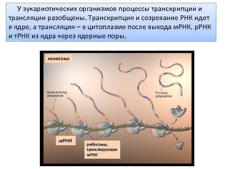У эукариотических организмов процессы транскрипции и трансляции разобщены. Транскрипция и созревание РНК идет в