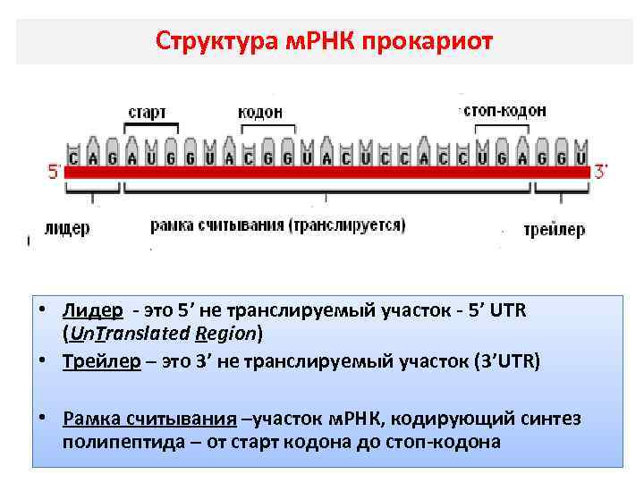 Структура м. РНК прокариот • Лидер это 5’ не транслируемый участок 5’ UTR (Un.