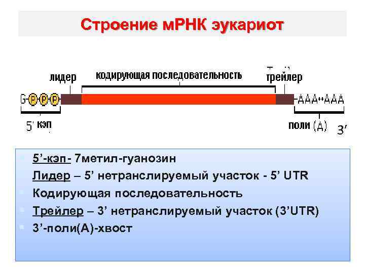 Строение м. РНК эукариот 3′ § § § 5’-кэп- 7 метил-гуанозин Лидер – 5’