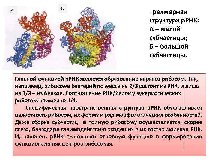 Рибосомная рнк рисунок